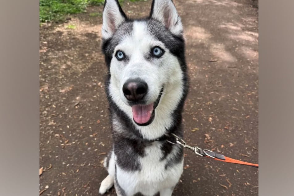 Eisblauer Blick und jede Menge Energie: Huskyhündin Nala wartet im Tierheim auf ihr neues Abenteuer.