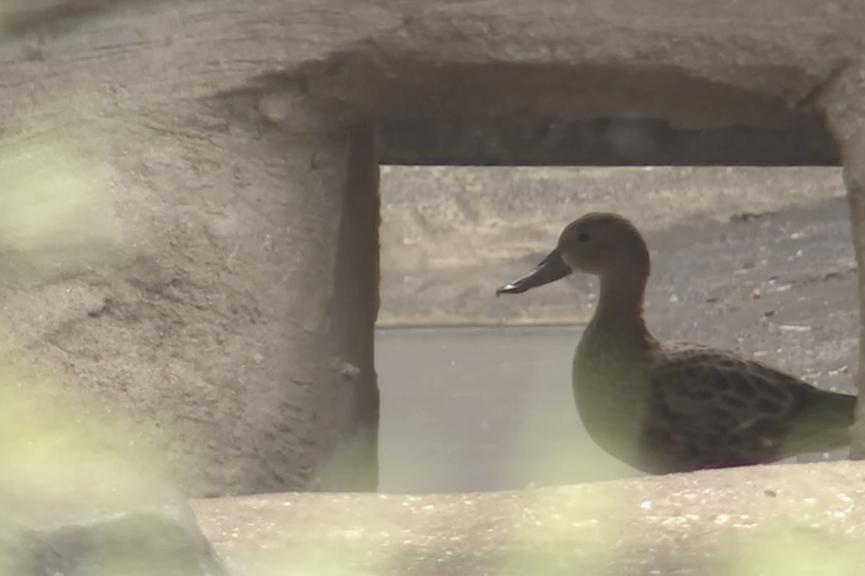 Schüchterne Ente "Duckmar" will den Zoo erobern, traut sich aber nicht aus dem Gehege!