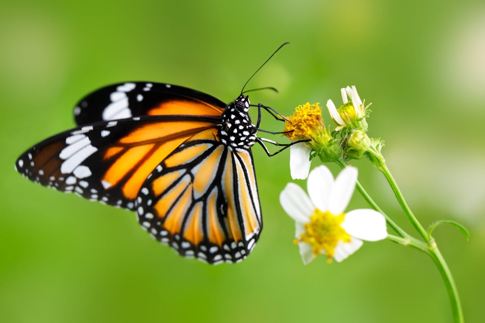 The two major migratory populations of monarch butterflies in the US have declined by 80-95% over the past decades.