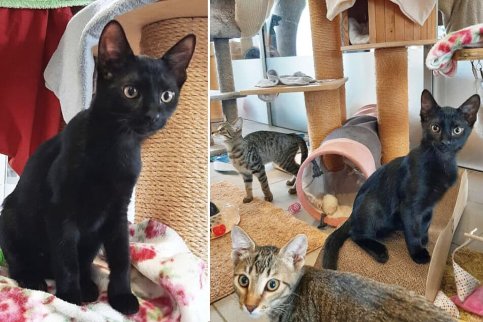 ¿Quién tiene un corazón para los dulces gatitos y puede adoptarlos para siempre?