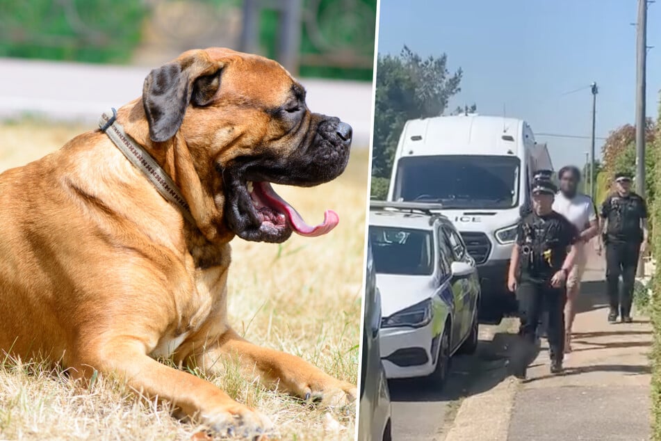 Tierhölle statt Tierheim: 37 Hunde tot in Aufnahmestelle gefunden