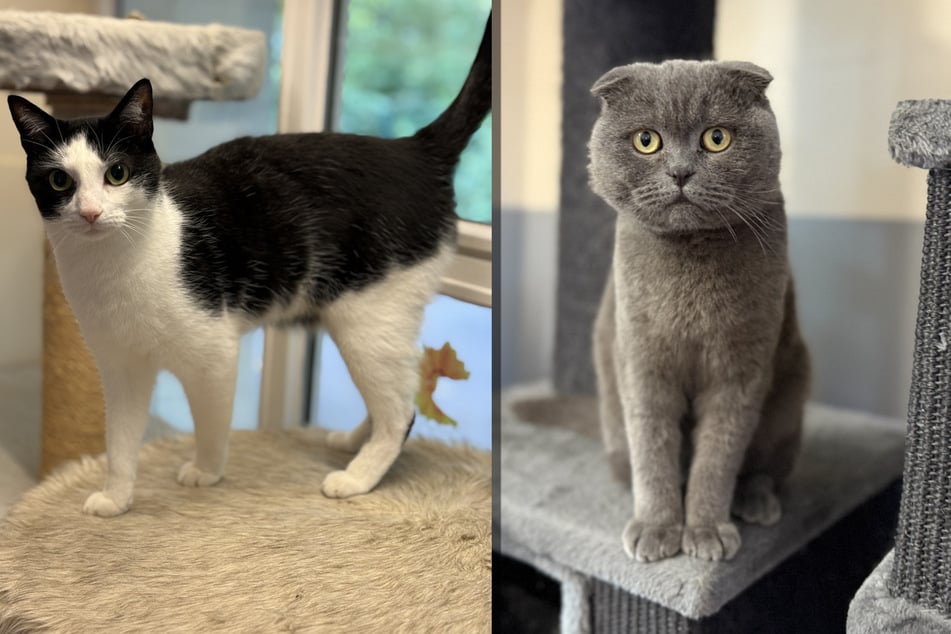 Kater Sayonara (l.) und Kater Gurke (r.) suchen ein neues Zuhause.