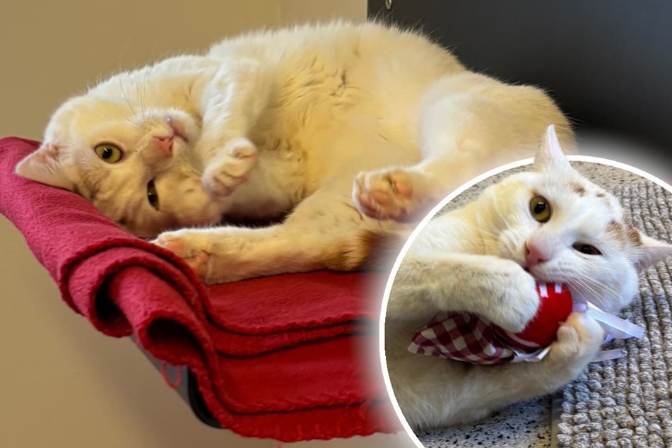 Kater muss nach Streit weichen: Gibt es ein Happy End für Hubsi?