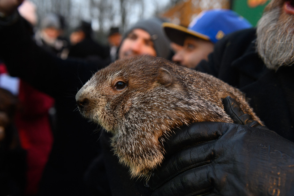 Punxsutawney Phil saw his shadow on Groundhog Day in 2022 and predicted six more weeks of winter.
