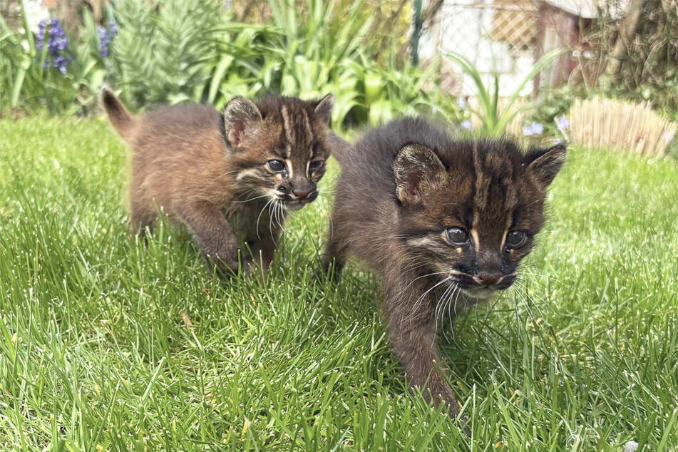 Die beiden Kater wurden per Hand aufgezogen und nachts alle zwei Stunden gefüttert.