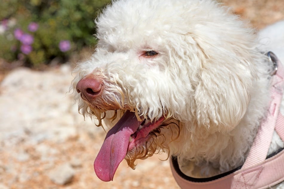 Ein Lagotto Romagnolo.