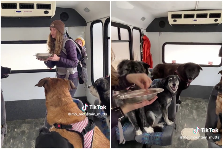 A husband-and-wife dog-walking team has gone viral on TikTok with videos of them taking their canine clients on field trips aboard a "doggy bus."