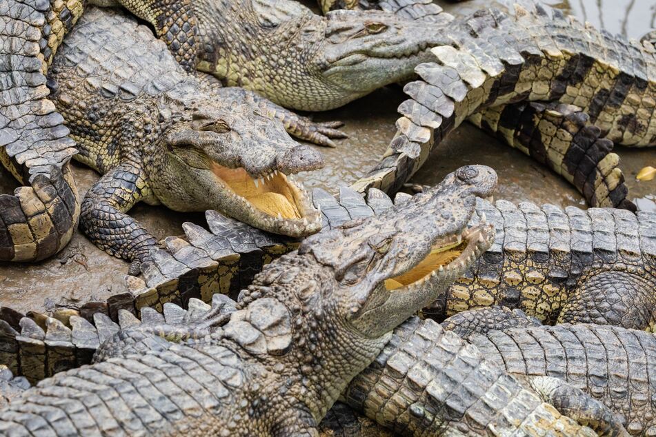 About 40 crocodiles killed a Cambodian man on Friday after he fell into their enclosure on his family's reptile farm.