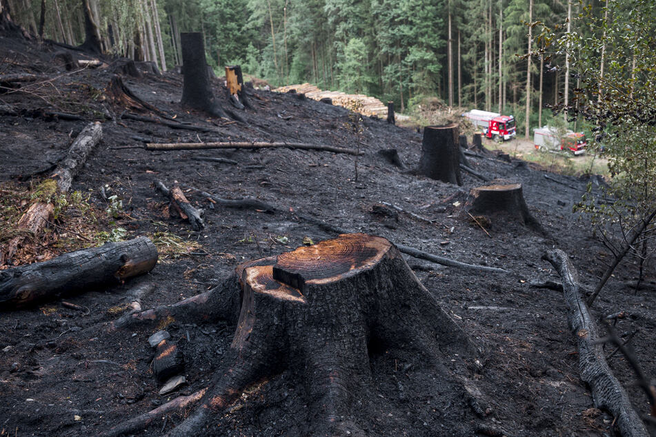 Vom Brand betroffen waren zwei Waldgebiete.