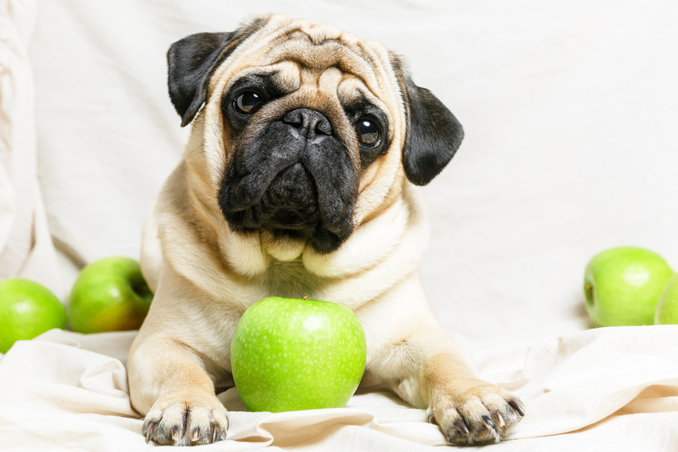 Apples contain many vitamins and minerals that are good for dogs.