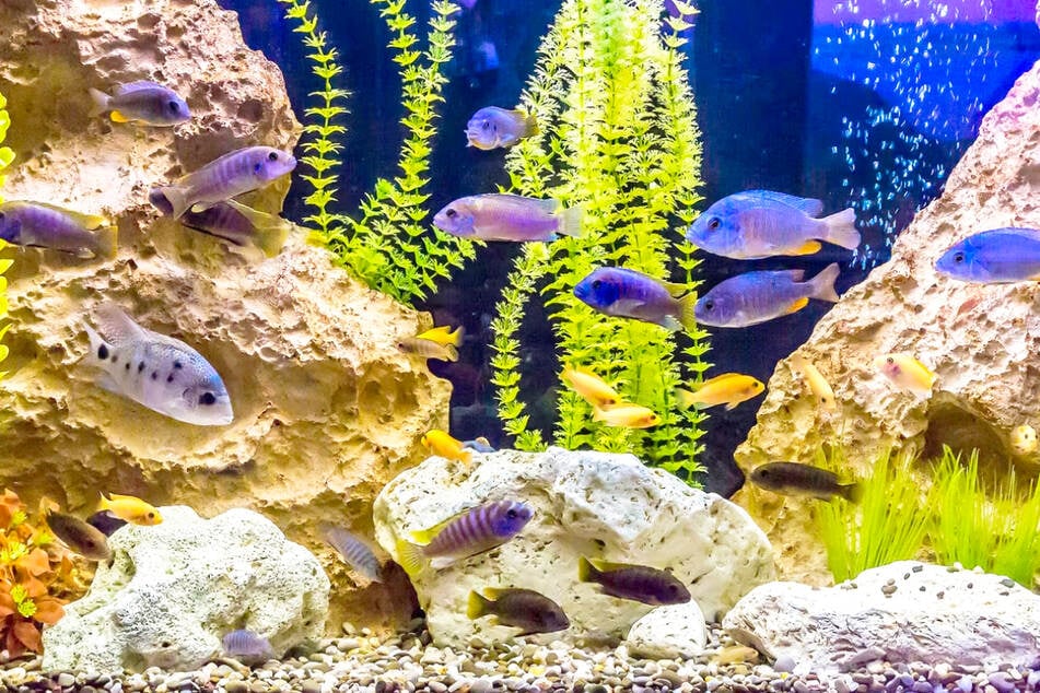 Give your fishy friends what they love and save big this Wednesday, January 28