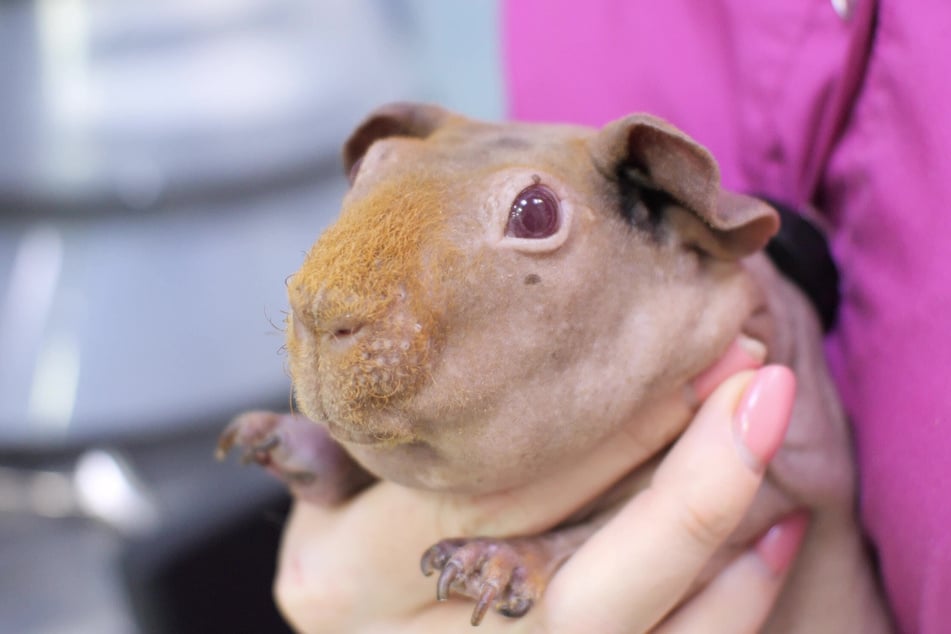 Nur, wer das nötige Fachwissen besitzt, sollte Nacktmeerschweinchen halten.