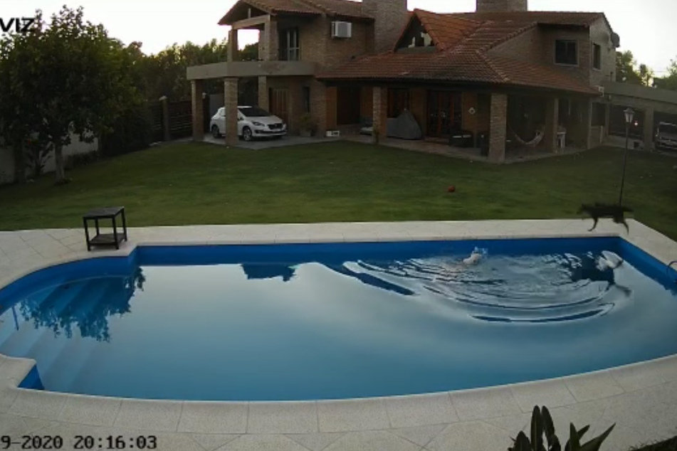 Welpe rettet blinde Hündin vor dem Ertrinken aus Pool