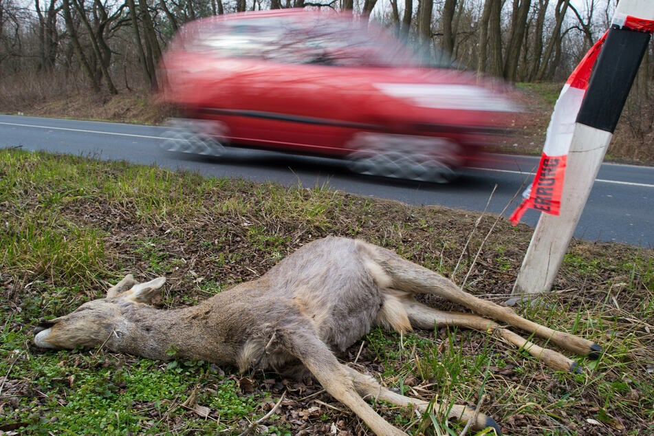 Wildtiere sind in dieser Jahreszeit bei Dämmerung wieder mehr aktiv. (Symbolfoto)