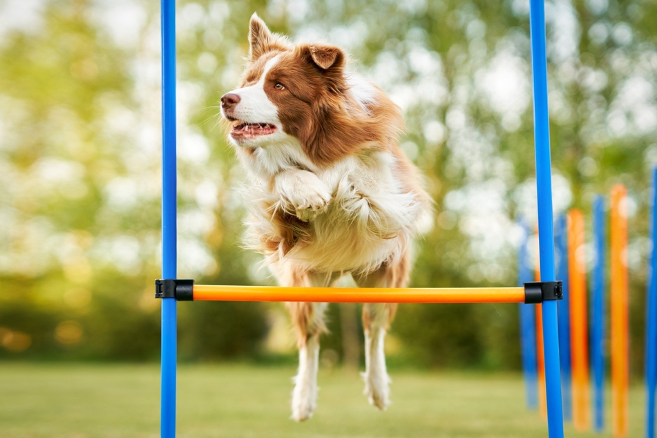 Mit einem Agility-Set im hundefreundlichen Garten kann man seinen Vierbeiner ordentlich auspowern.