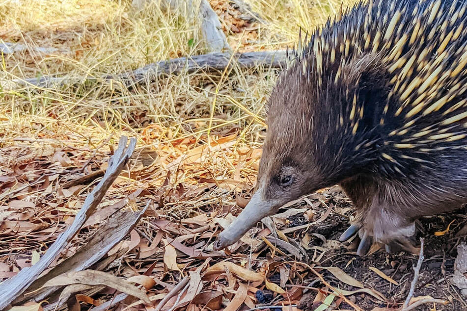 Long-lost animal named after David Attenborough rediscovered!