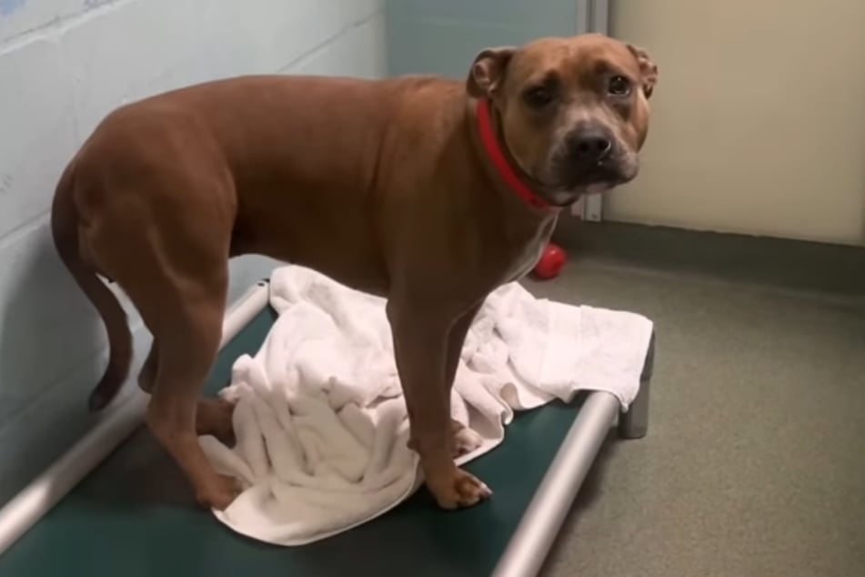 Jednoznačná řeč těla: Maddie se bojí.