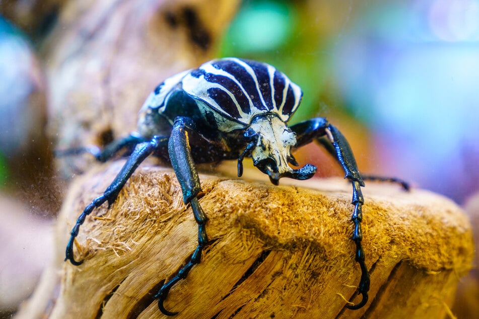 The Goliath beetle is the heaviest insect in the world, weighing in at between 2.5 and 3.5 ounces.
