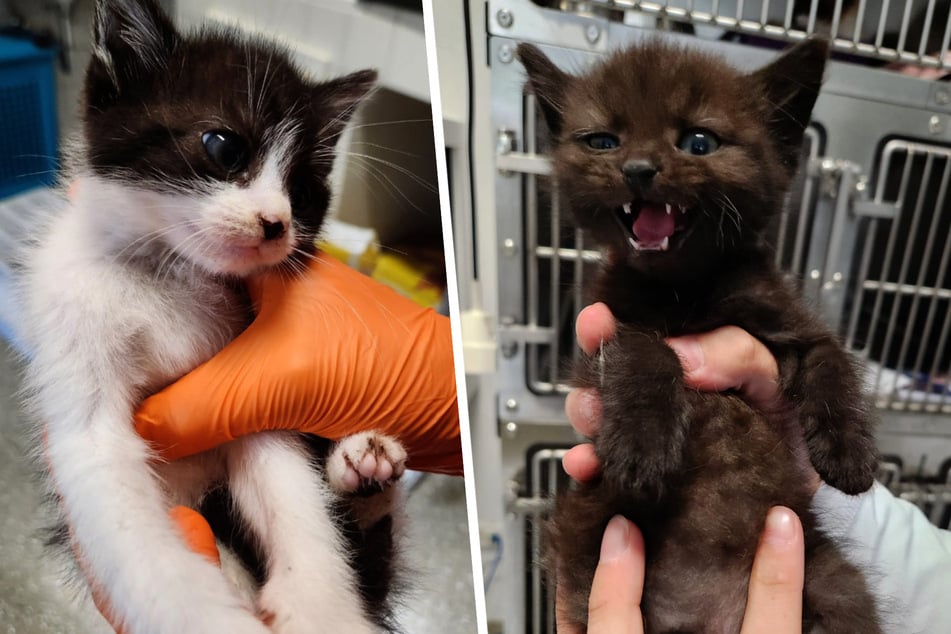 Die sechs Kitten kamen in einem grausamen Zustand zum Tierarzt.