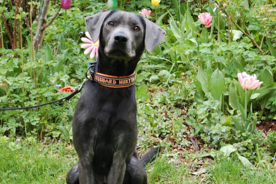Der Labrador-Mischling ist gerade ein Jahr alt und muss schon umziehen. Wer schenkt ihm ein Happy End?