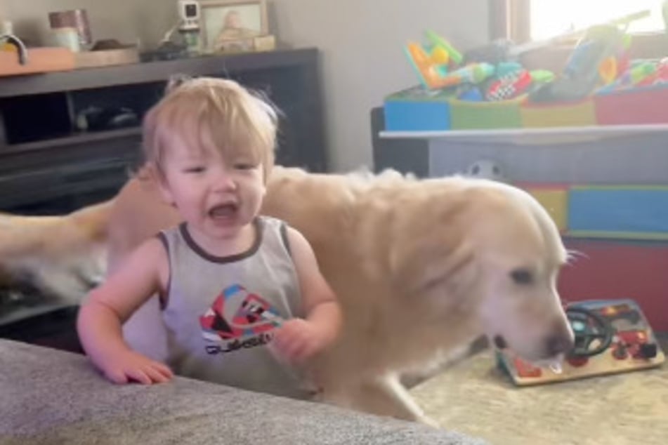 Der kleine Junge fand das Verhalten des Golden Retrievers gar nicht lustig.