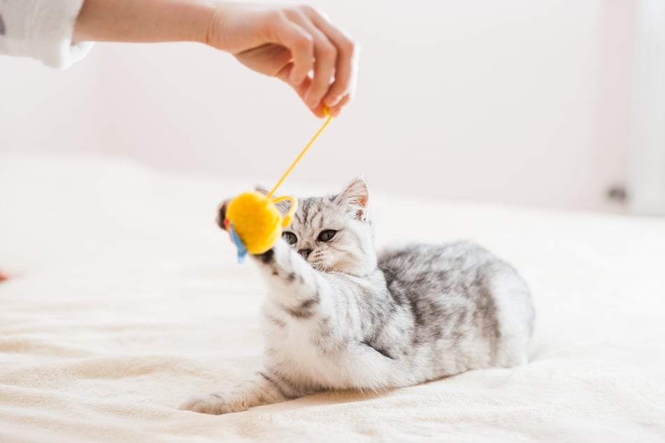 Teaching your cat to play fetch properly is mostly about understanding how they think.