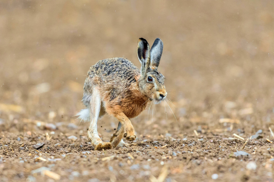 No, that's not a mini-kangaroo, that's a European hare.
