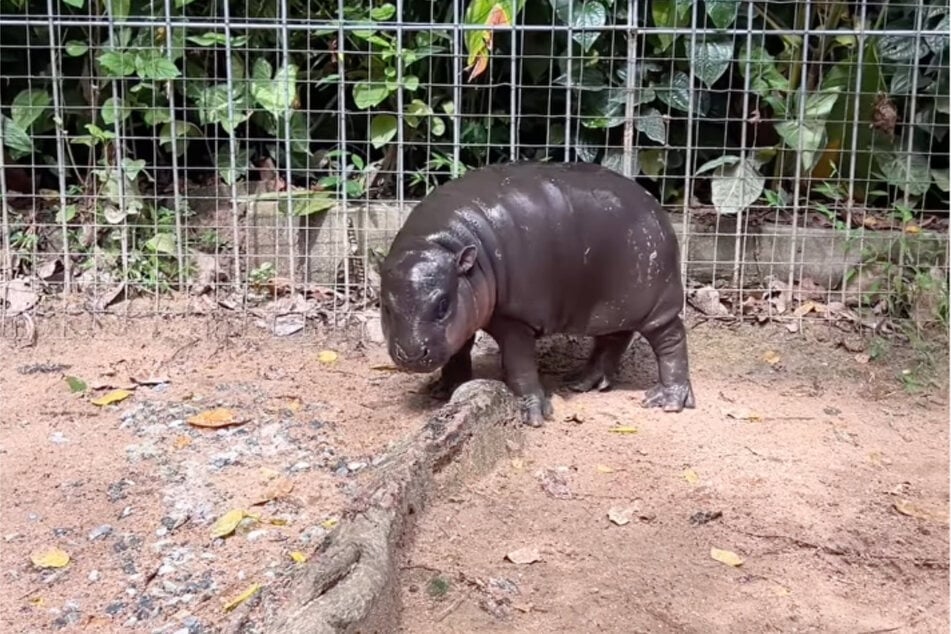 Da ist der kleine Nachwuchsstar: Flusspferd Moo Deng erkundete bereits fleißig sein Gehege - und ein ganzer Zoo steht kopf.