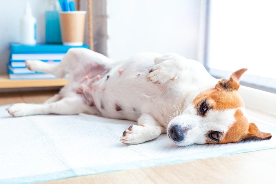 Die Schwangerschaft bei Hunden ist deutlich kürzer als die der Menschen.