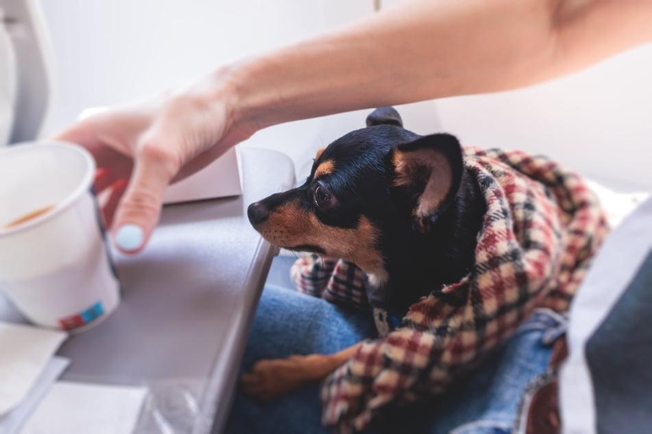 Fliegen Hunde in der Kabine mit, ist es günstiger als der Transport im Frachtraum.