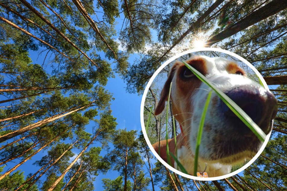 Noch mehr Spinner in Brandenburg: Was das für Spaziergänger und Hunde bedeutet