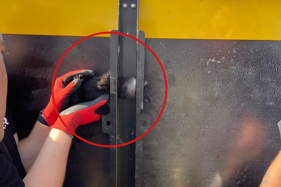 Die junge Katze schaffte es nicht, sich aus eigener Kraft zu befreien.