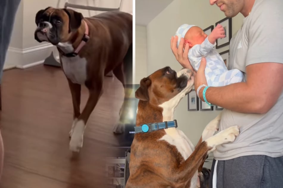 Padres sueltan a perros bóxer sobre el bebé: lo que ocurre después no deja a nadie indiferente