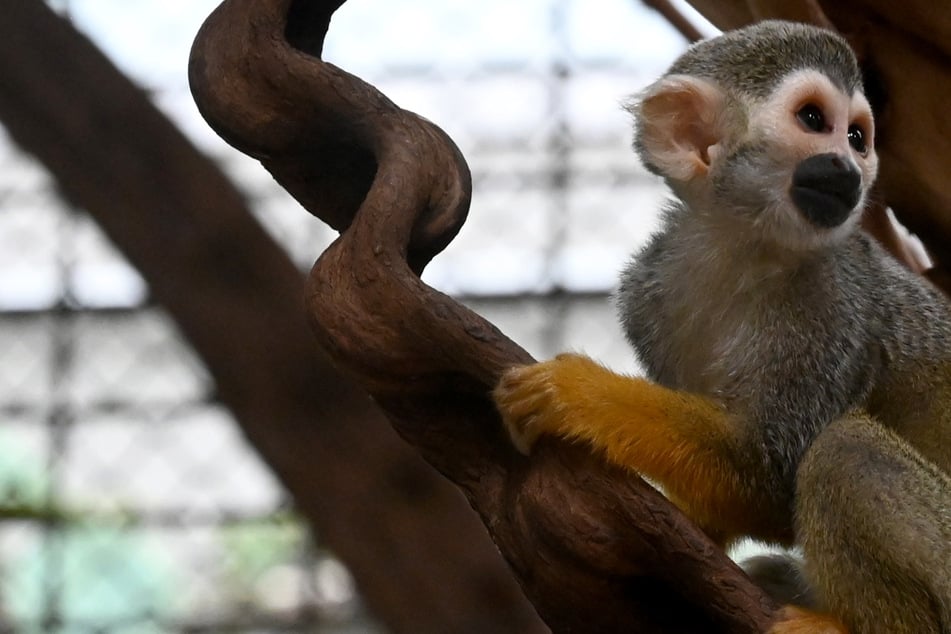 Besucher Schuld? Totenkopfäffchen in Tierpark an Vergiftung gestorben