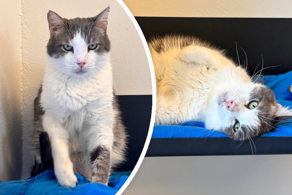 Kater Dido sucht ein ruhiges Zuhause ohne Kinder.