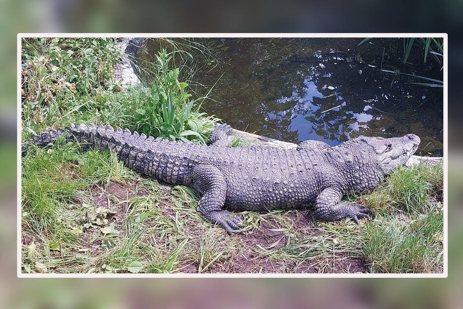 Nach TAG24-Informationen soll das Krokodil nach Angaben des Halters 27 Jahre alt sein.