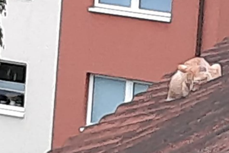 Katzenbaby "Timo" sitzt auf Dach fest: Findet die Feuerwehr eine Lösung?