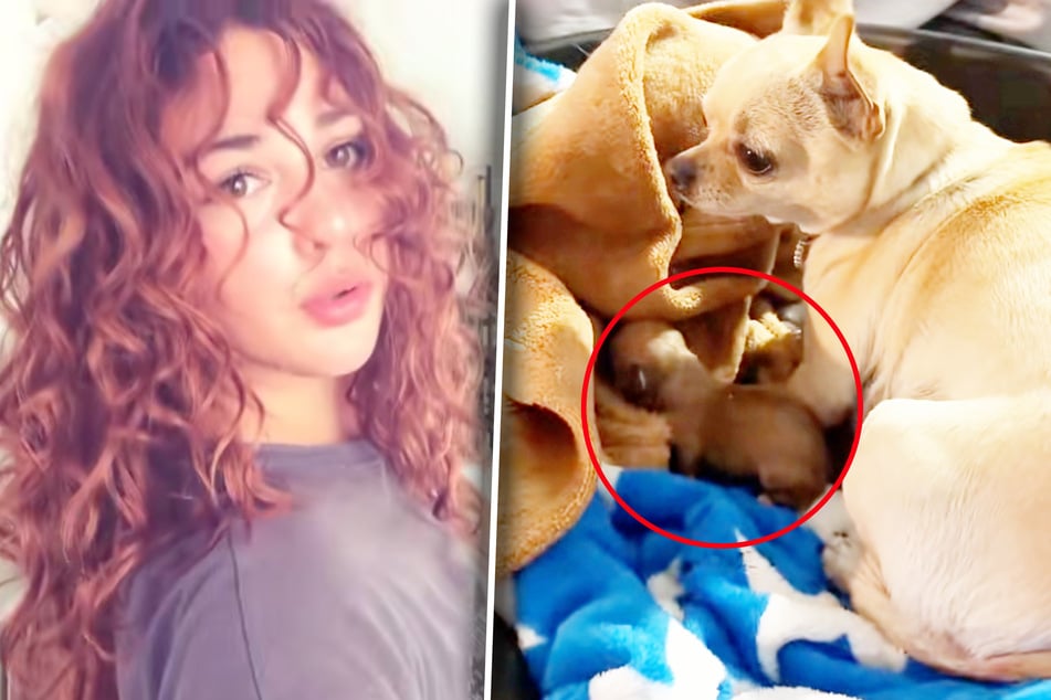 La femme est complètement abasourdie lorsqu'elle voit qui d'autre vit encore dans le panier de son chien