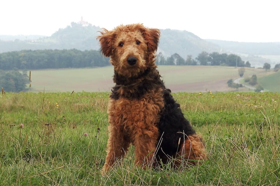 Airdale Terrier Mario ist ein aufgeweckter junger Hund.