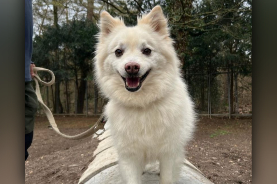 Snowie ist ein fröhlicher Hund, der sich gut mit anderen Artgenossen versteht.