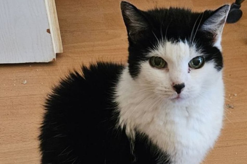 La chatte Kitty a déjà atteint un âge respectable avec ses 18 ans.