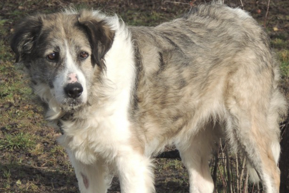 Hundedame Arina ist nicht mehr die Schnellste, doch muss sie deshalb ihren Lebensabend im Tierheim verbringen?