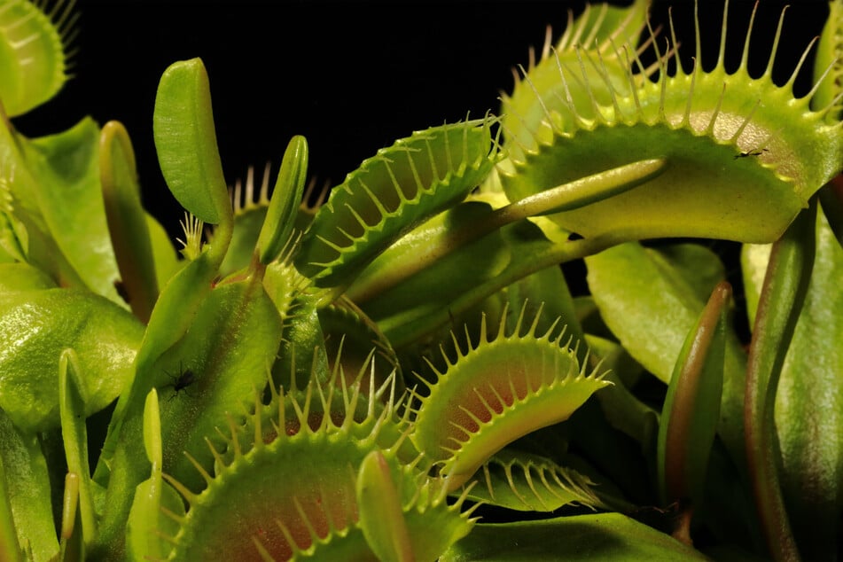 Carnivorous plants are strange creatures, but why do they eat insects?