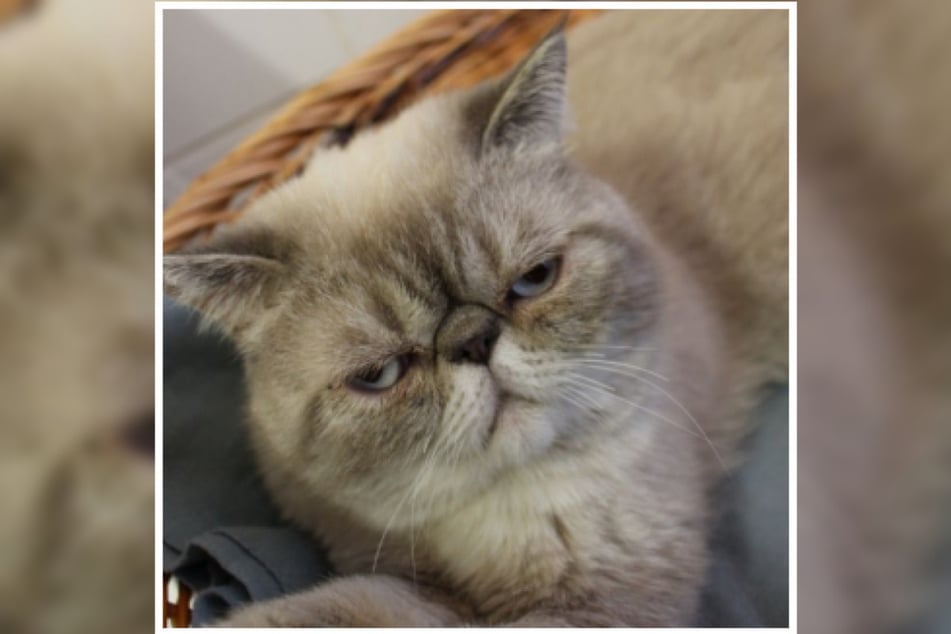 Exotic Shorthair wie Rio sind aus einer Kreuzung von American Shorthair und Perserkatze entstanden.