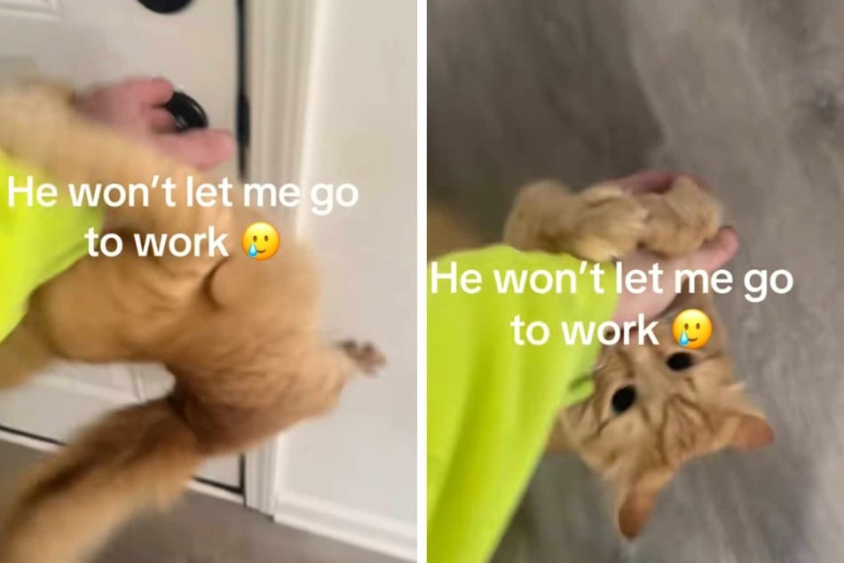 To stop him from leaving the apartment, the cat clings to the man's arms and legs.