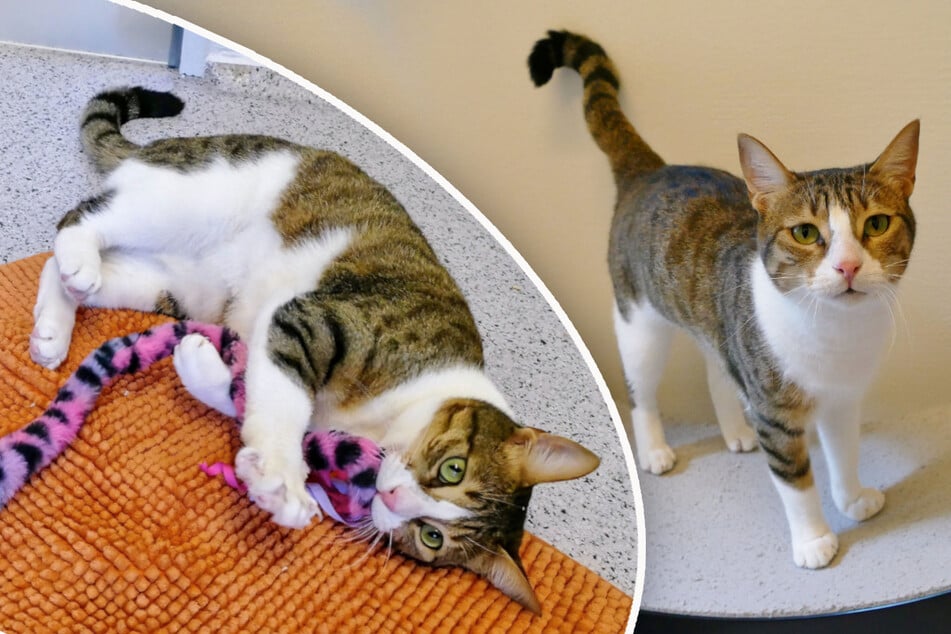 Katze Feta möchte die volle Aufmerksamkeit einer Familie genießen.