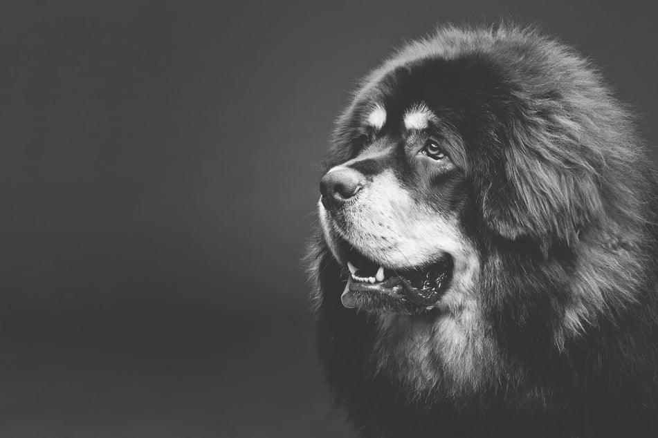 Tibetan mastiffs are calm, gentle giants, even if they are incredibly strong.