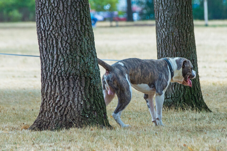 Hundehaufen, die nicht entfernt werden, sind ein weit verbreitetes Problem. (Symbolbild)
