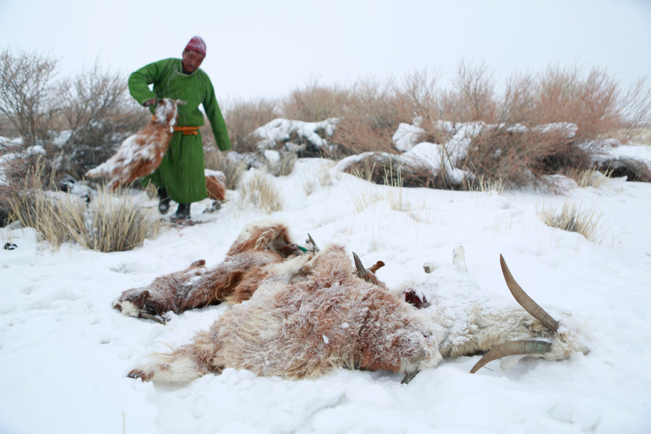 Ein mongolischer Hirte entsorgt einen Viehkadaver.