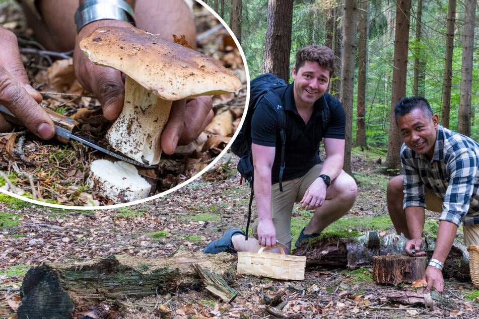 Schauer-Sommer bringt Pracht-Pilze: Zwei Australier im Osten auf Pilzsuche